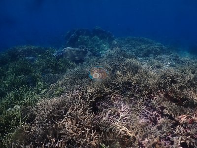 Image 37