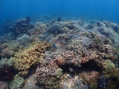 Image 12