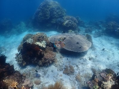 Image 15