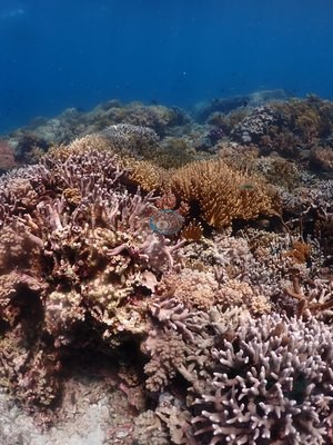 Image 36