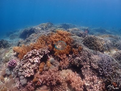 Image 39