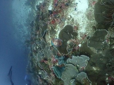 Image 41