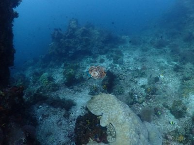 Image 15
