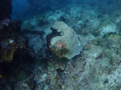 Image 16