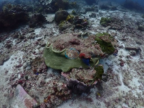 Image 2