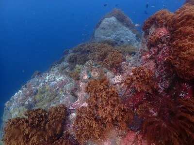 Image 21
