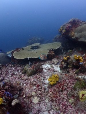 Image 9