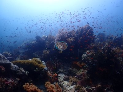 Image 10