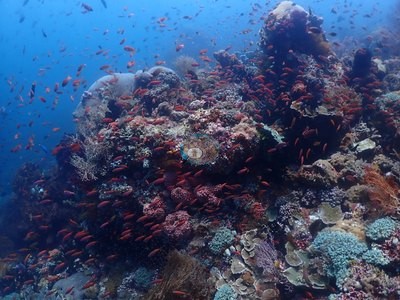 Image 15