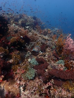 Image 37