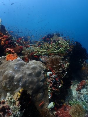 Image 39