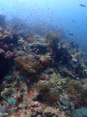 Image 53
