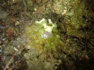 Image 31