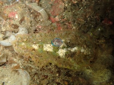 Image 32