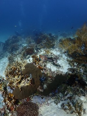 Image 30