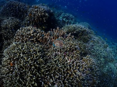 Image 31