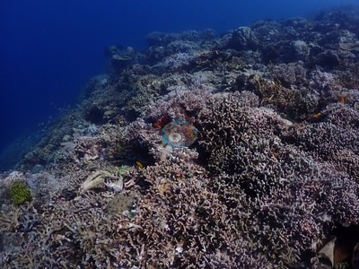 Image 37