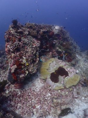 Image 41