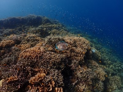 Image 53