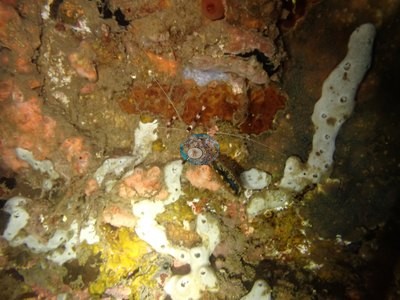 Image 20