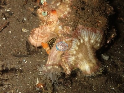 Image 31