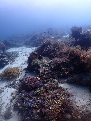 Image 23