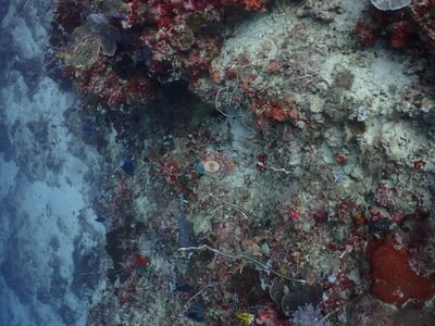 Image 31