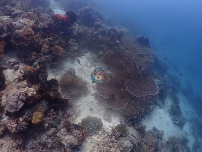 Image 33
