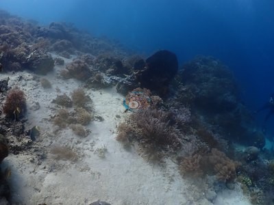 Image 41