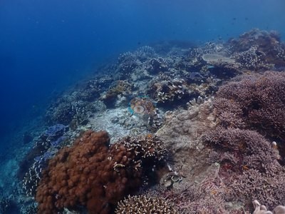 Image 51