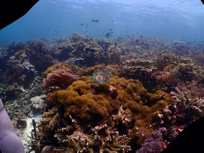Image 21