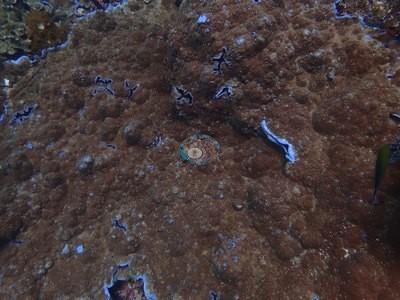 Image 30