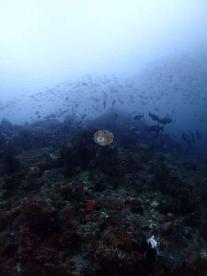 Image 17
