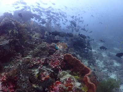 Image 21