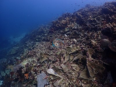 Image 37