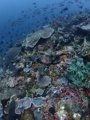 Image 53