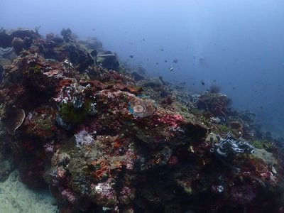 Image 31