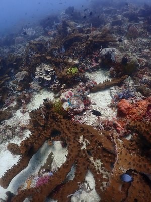 Image 37