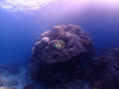 Image 35