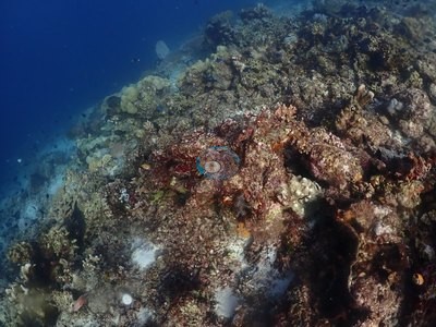 Image 36