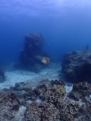 Image 53
