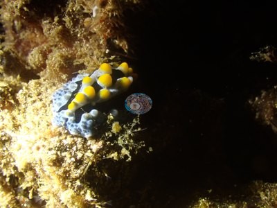 Image 17
