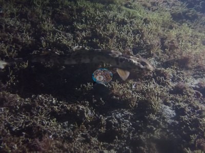 Image 18