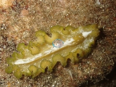 Image 21