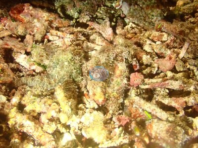 Image 32