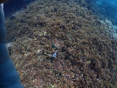 Image 31