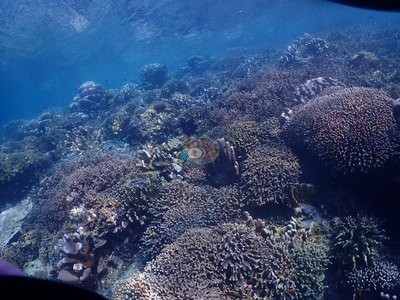 Image 33