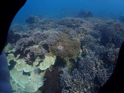 Image 34