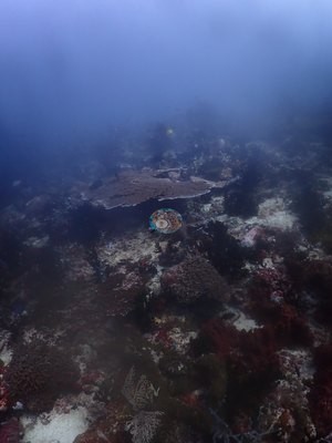 Image 51