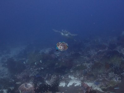 Image 52